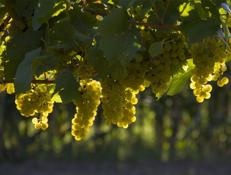 Conoscere il vino Italiano