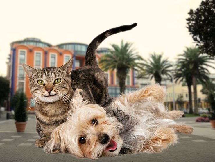 Sterilizzazione Gratuita per Cani e Gatti