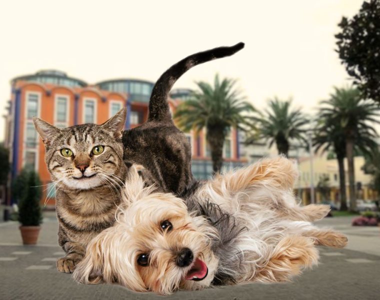 Sterilizzazione Gratuita per Cani e Gatti