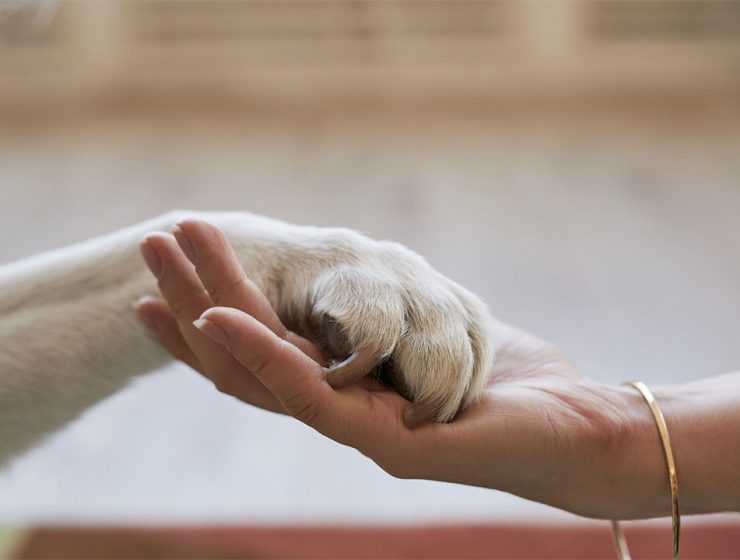 viaggiare con animali domestici