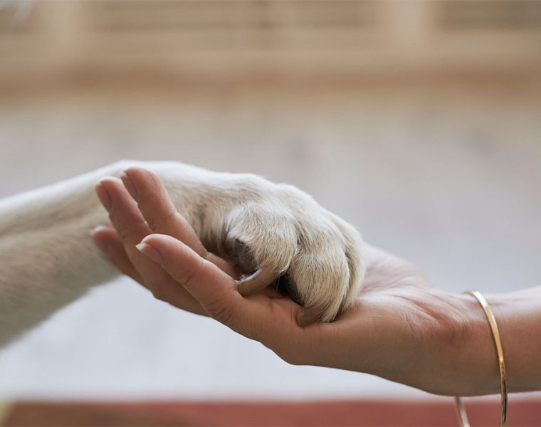 viaggiare con animali domestici