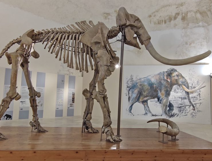 Il ritrovamento del Mammut