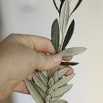 la-domenica-delle-palme