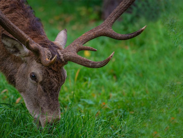 Le Meraviglie del Parco Nazionale Abruzzo