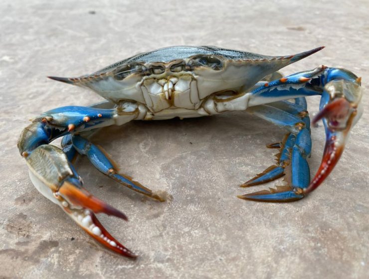 Monitoraggio del Granchio Blu