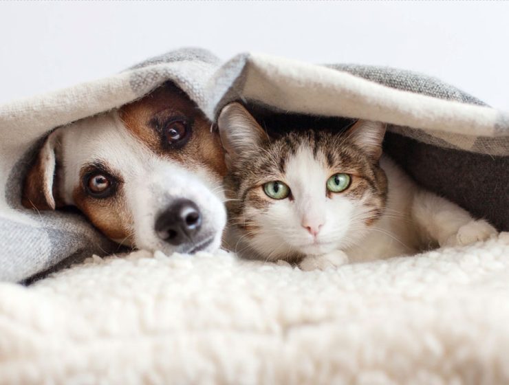 Pancreatite nel Cane e Gatto