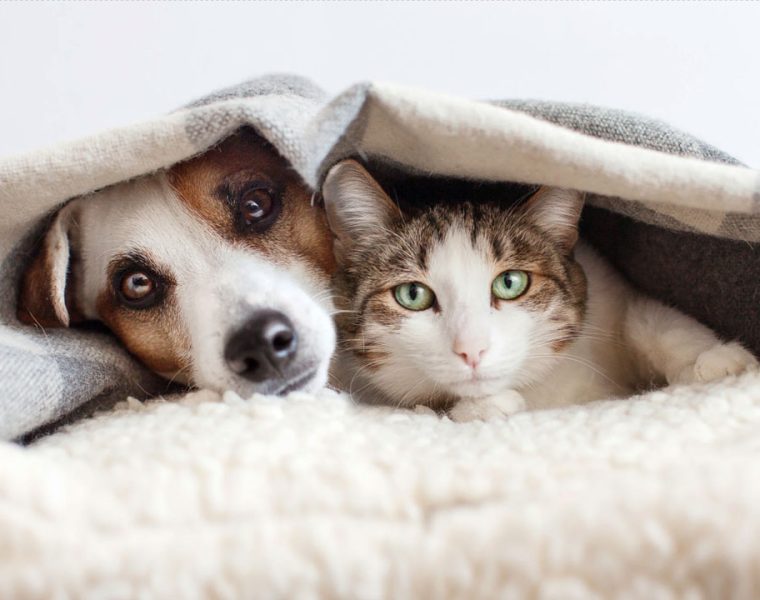 Pancreatite nel Cane e Gatto