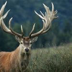 L’Abbattimento di 500 Cervi per Danni