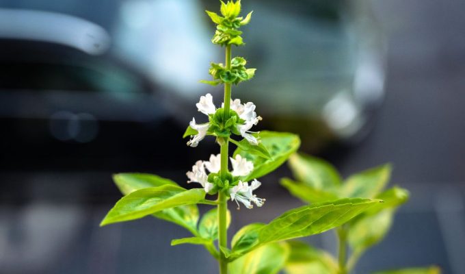 Cosa fare con i Fiori del Basilico