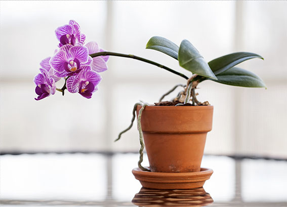 Come Curare le Orchidee