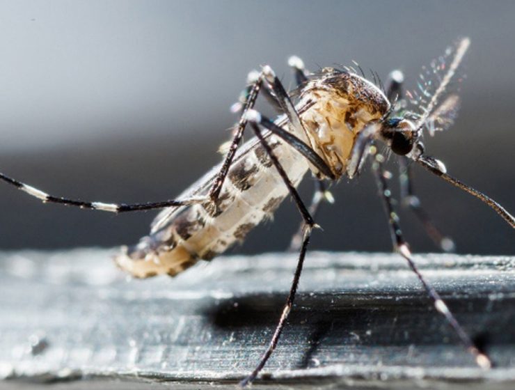 I Virus West Nile e dell’Usutu