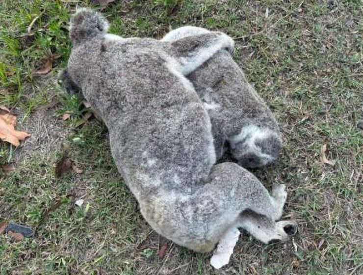 Mamma Koala e il Suo Cucciolo