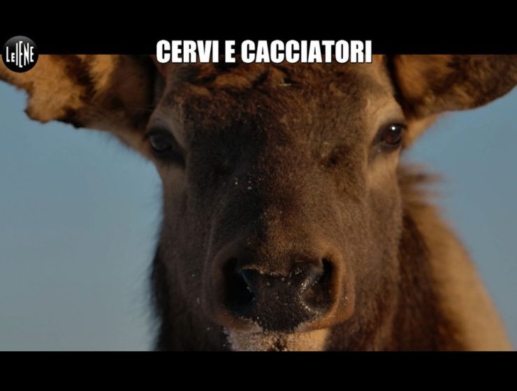 Nel Reportage Cervi e cacciatori