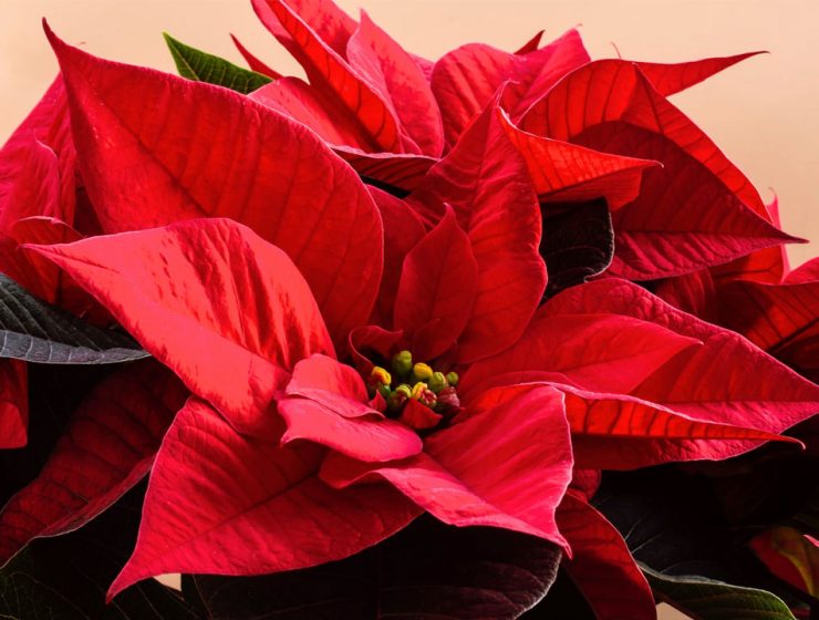 Cura della Stella di Natale