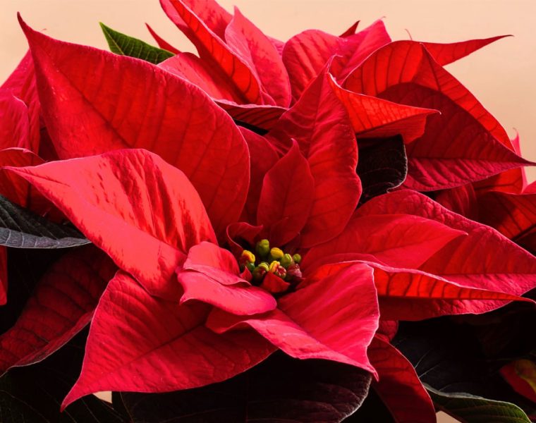 Cura della Stella di Natale