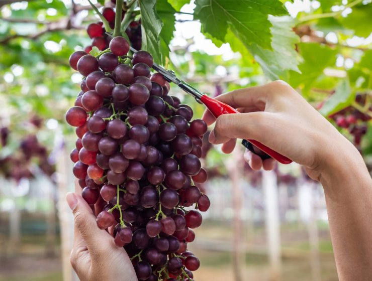 Impollinazione e qualità frutti