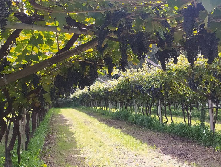 Organizzazione Comune di Mercato Vitivinicolo