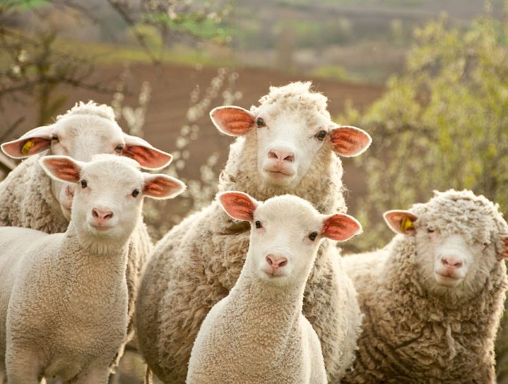 La Tradizione Gastronomica Abruzzese