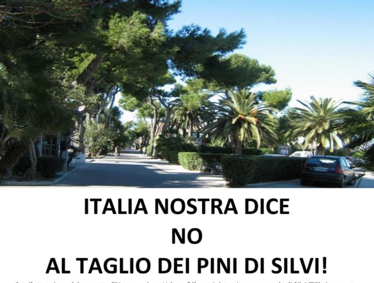 Stop al taglio dei pini di Silvi