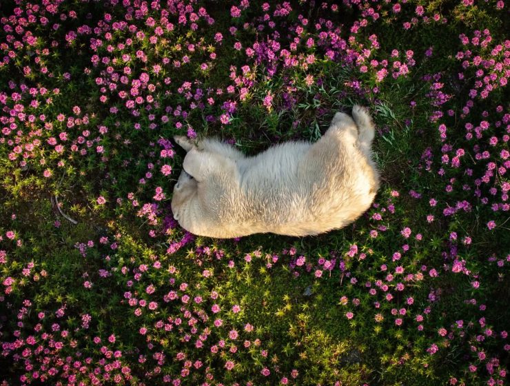 Il Nature Photography Contest
