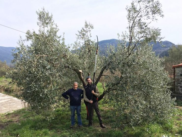 Campionato Regionale di Potatura dell’olivo