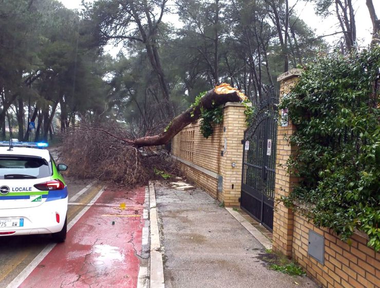 Pineta Dannunziana Alberi Pericolanti