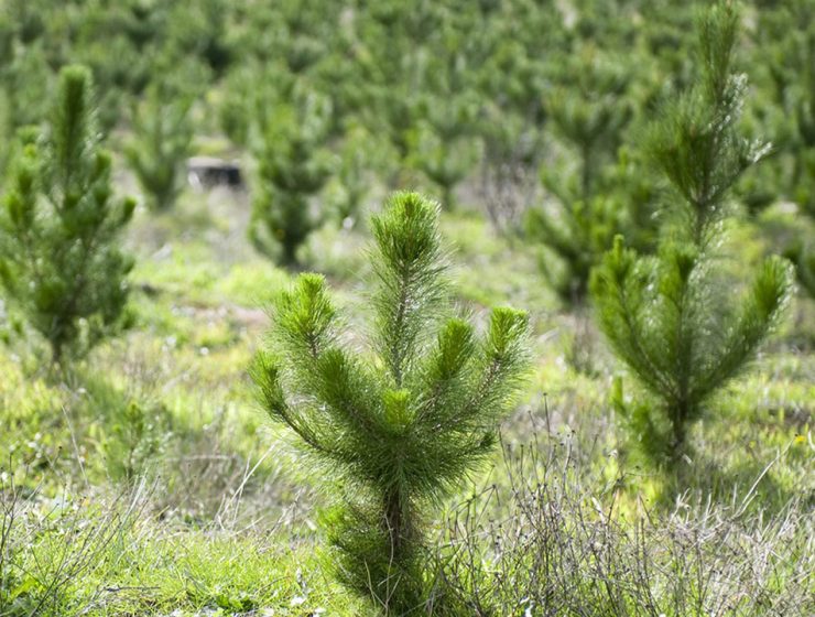 Il Progetto europeo Life+ A_GreeNet