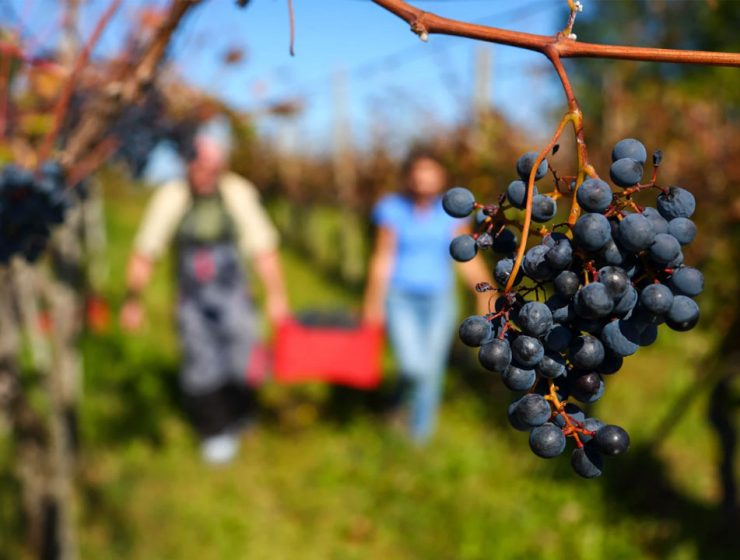 Vendemmia Abruzzo 2025