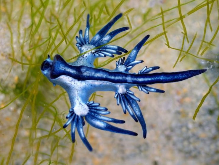 Drago Blu