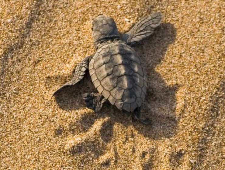 Nido di Caretta caretta