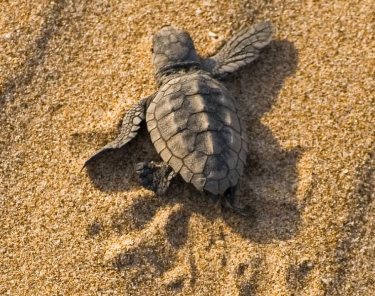 Nido di Caretta caretta