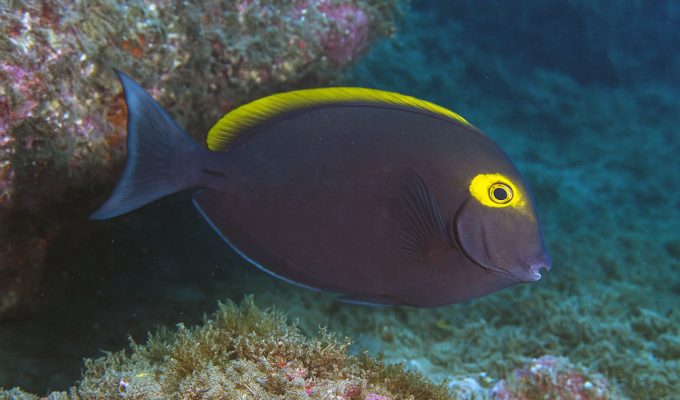 Il pesce chirurgo pinna gialla