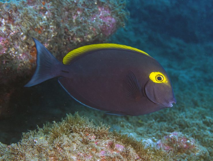 Il pesce chirurgo pinna gialla