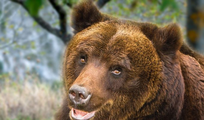 Orso marsicano: una mutazione