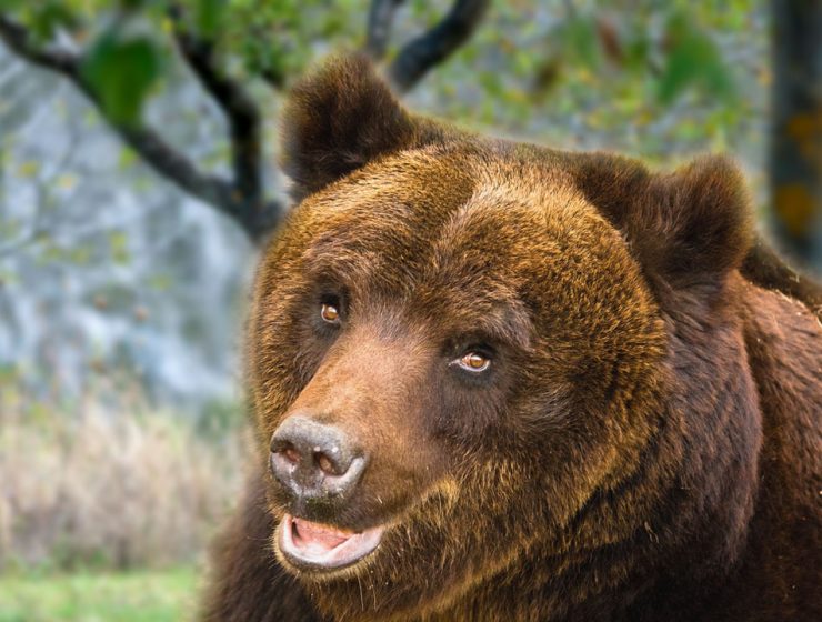 Orso marsicano: una mutazione