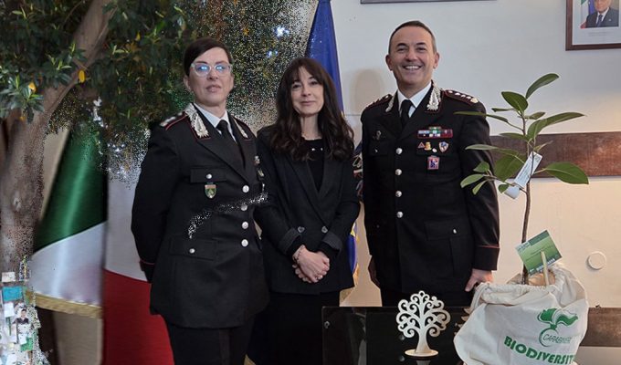 Albero di Falcone