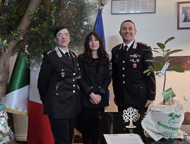 Albero di Falcone