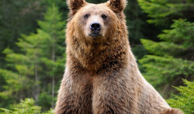 Riserve di caccia profitto