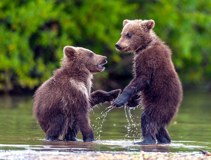 docilità orso marsicano DNA
