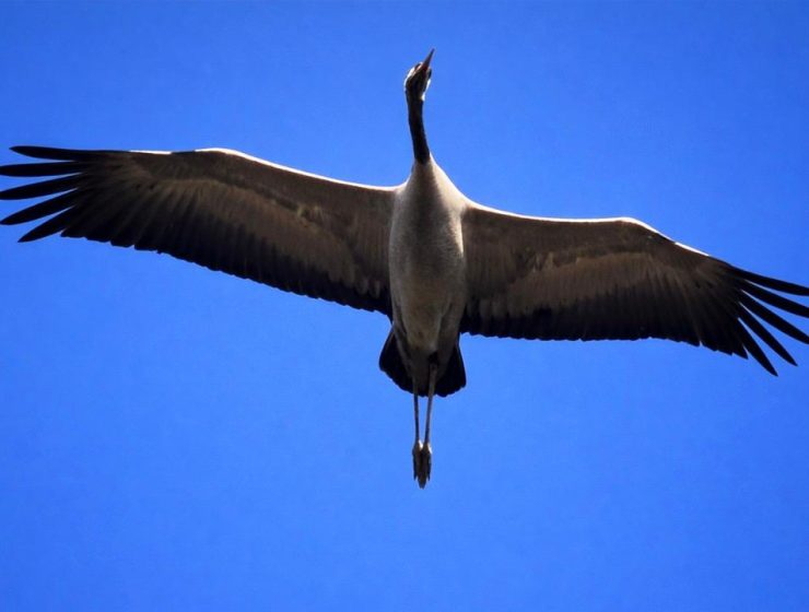 Cicogna bianca in volo nella Riserva Naturale Lago di Penne durante la migrazione primaverile