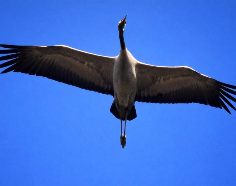 Cicogna bianca in volo nella Riserva Naturale Lago di Penne durante la migrazione primaverile