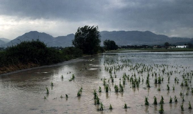 maltempo Abruzzo danni agricoltura