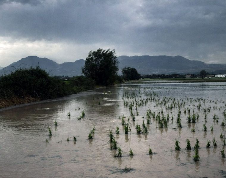 maltempo Abruzzo danni agricoltura