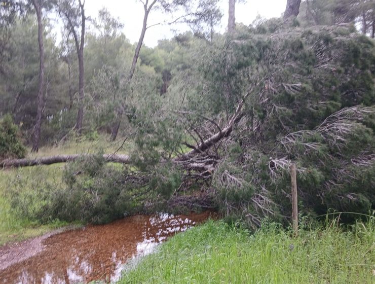 danni del maltempo a Pescara con albero caduto nella pineta