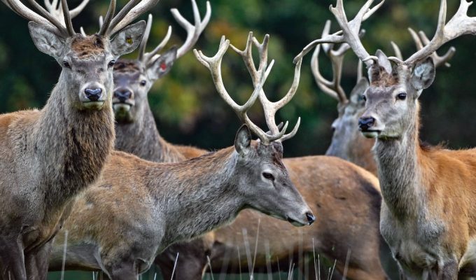 Cervi fuori controllo in Abruzzo
