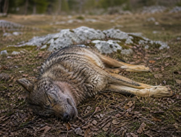 Lupo morto avvelenato nel Parco Nazionale d’Abruzzo tra boschi e foglie