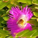 Ape tra petali rosa nel Concorso Salviamo Api Biodiversità