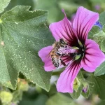 Concorso Salviamo Api Biodiversità con ape su fiore rosa