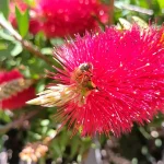 Concorso Salviamo Api Biodiversità con ape su fiore rosso