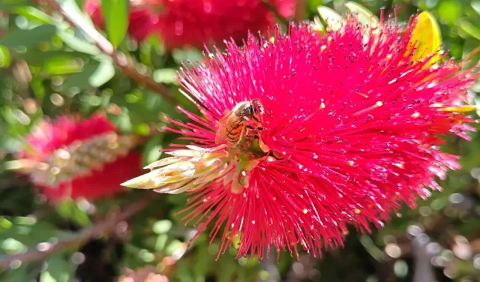 Concorso Salviamo Api Biodiversità con ape su fiore rosso